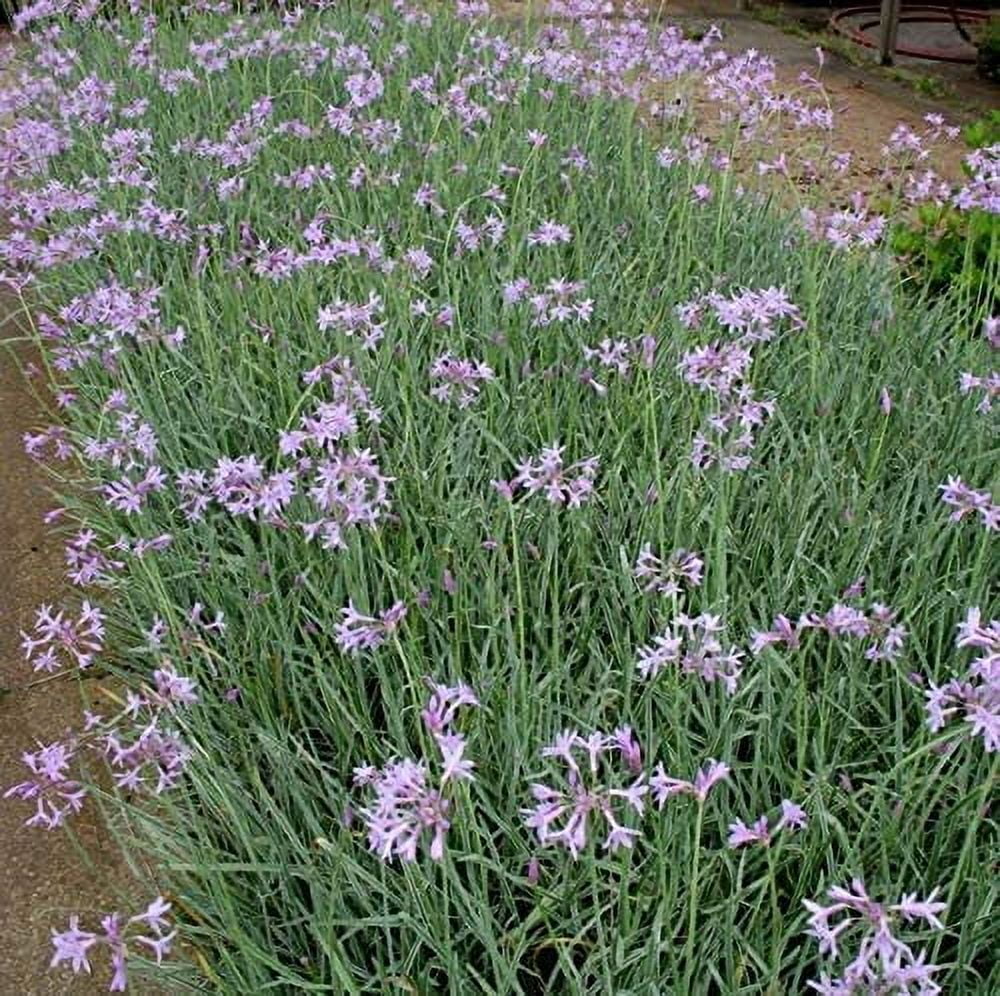 Society Garlic - 3 Live Plants - Tulbaghia Violacea - Butterfly Attracting Flowers