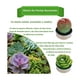 thumbnail image 2 of 12 Velas Suculenta Cactus Decorativas Artificiales, 2 of 3
