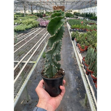 House Plant Dropship 4-SUCC-CACTUS-SPIRALIS Cereus forbesii Spiralis Plant