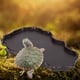 thumbnail image 5 of NW-29 Comedero de plástico para reptiles, cuenco para beber, ranas, serpientes, plato de alimentación, decoraciones de paisaje, Color café profundo, 5 of 12