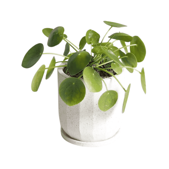 Money Tree Tropical Plant, 7 - 10 Inches Tall, Money Live Plant in 6 Inches Pot, Easy Care, Ready to Grow in Containers