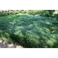 thumbnail image 3 of Mondo Grass Ophiopogon Japonicus  10 Live Pips Bare Root Plants  Live Shade Loving Evergreen Groundcover Plants, 3 of 9