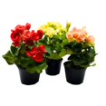 thumbnail image 4 of BubbleBlooms Flowering Rieger Begonia Set of 3 in 4 inch pots Hiemalis Elatior Hardy Begonia grandis tuberosa Mother's Day Plants, 4 of 6