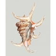 thumbnail image 3 of Willett, Michael 20x24 Black Modern Framed Museum Art Print Titled - Spider Conch, 3 of 5