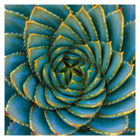 Masterpiece Art Gallery Aloe Polyphylla I Square Bright Succulent By Robin Constalbe Hanson Canvas Art Print 35" x 35"