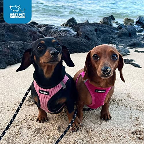 Which Harness Is Best For Dachshunds