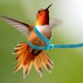 thumbnail image 4 of OUNONA Arnés Azul Para Pájaros Y Resistente Con Correa Para Vuelo, 4 of 8