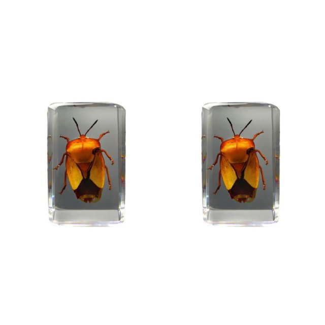 Injueey No tóxico e inodoro escorpión araña avispa escarabajos espécimen Ideas transparentes pequeño adorno flor insecto insecto de la flor 2Conjunto