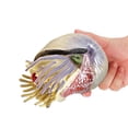 thumbnail image 1 of Agiferg Children's Simulation Marine Life Model Solid Nautilus Animal Model Decoration Toys, 1 of 3