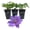 3 Plants, variant on Clematis Bijou - Live Starter Plant in a 2 Inch Growers Pot - Starter Plants Ready for The Garden - Rare Clematis for Collectors