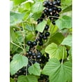 thumbnail image 4 of Jostaberry Currant Bush - NO SHIP to NC, WV, NH - 2.5" Pot, 4 of 4