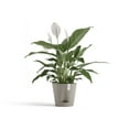 thumbnail image 3 of Ecopots Venice 2 Durable Modern Round Indoor/Outdoor Recycled Based Composite Flower Pot Planter w/ Water Reservoir, Taupe, 8", 3 of 4