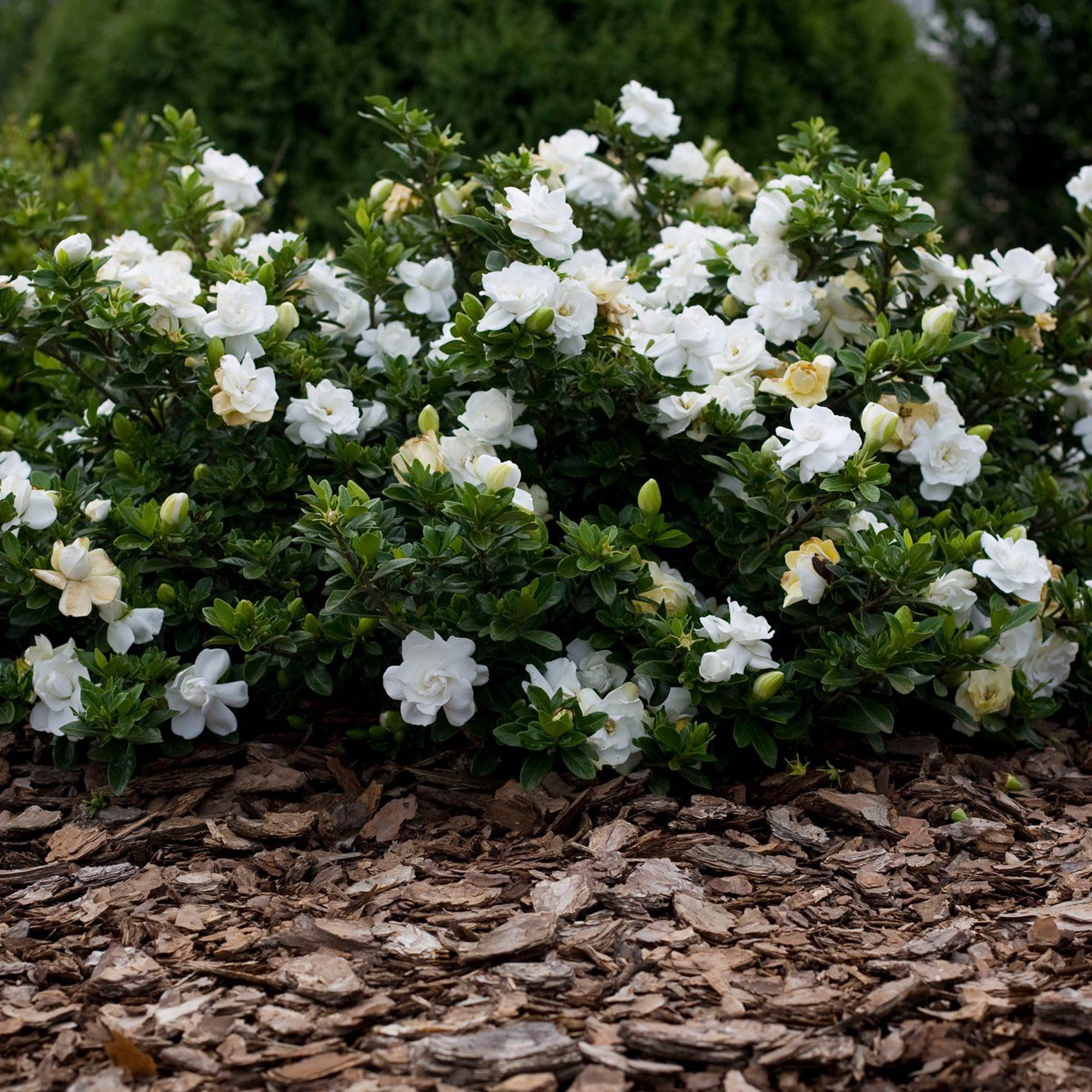 Expert Gardener August Beauty Gardenia Live Shrub, 2.5 qt