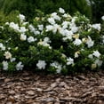 thumbnail image 4 of Expert Gardener August Beauty Gardenia Live Shrub, 4 of 8