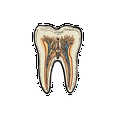 thumbnail image 5 of Realistic Tooth Anatomy Stickers, Waterproof Tooth Anatomy Sticker for Water Bottle Laptop Phone Cases Planner Skateboard Luggage Helmet Party Favor Decor, Ideal for Adults Teens Teacher Rewards, 5 of 8