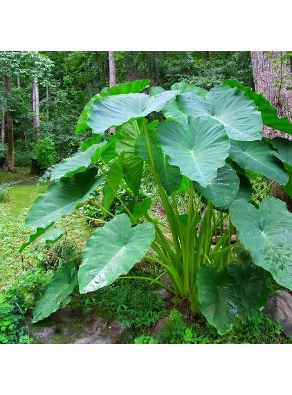 Elephant Ear Bulbs in Plant Bulbs