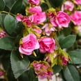 thumbnail image 2 of Plantas colgantes artificiales con flores de rosa, guirnalda de 4.5 pies, flor colgante falsa, cadena verde, pared, hogar, habitación, jardín, boda, interior, exterior, decorativa (no incluye cesta) Ormromra, 2 of 5