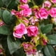 thumbnail image 3 of Plantas colgantes artificiales con flores de rosa, guirnalda de 4.5 pies, flor colgante falsa, cadena verde, pared, hogar, habitación, jardín, boda, interior, exterior, decorativa (no incluye cesta) Ormromra CZJJ-HQ53-1, 3 of 6