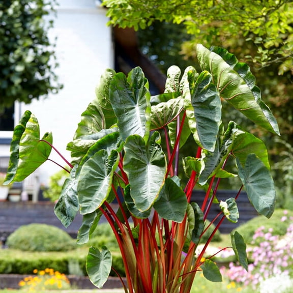 Easy to Grow Colocasia Royal Hawaiian Punch 1 Plant Bulb, Tropical Foliage Summer