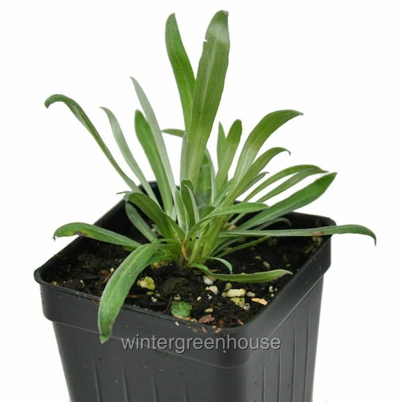 Leontopodium alpinum, Alpine, Edelweiss - Pot Size: 3in (2.6x3.5in) - Flowers