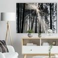 thumbnail image 3 of Designart 'Sunbeams through Black White Forest ' Forest Canvas Wall Art Print, 3 of 3