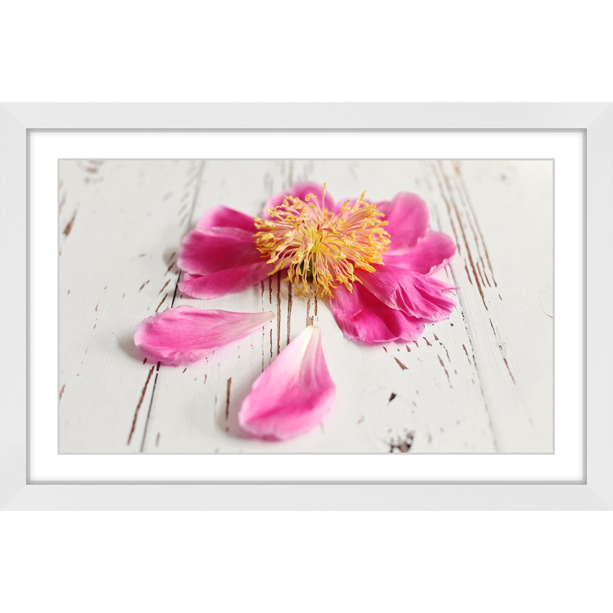 "Single Pink Peony" Framed Painting Print