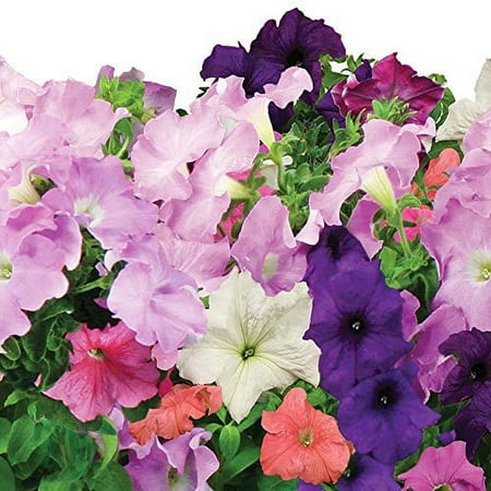 AeroGarden - Cascading Petunias (3-Pod) - Multi