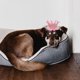 thumbnail image 4 of unbranded 1Jgo Sombrero De Cumpleaños Para Perro Con Pañuelo Rosa Ajustable Y Cómodo Para Mascotas, 4 of 6