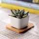 thumbnail image 2 of 2026 6pcs Gardening potted plants, White Plant Pot, 2 of 3