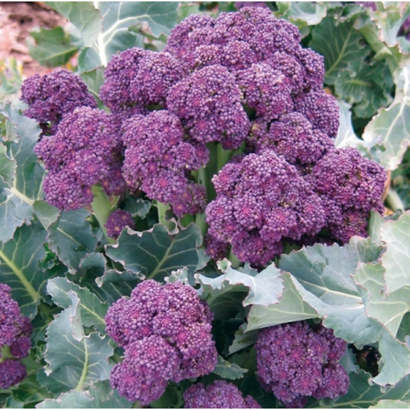 150 Seeds Purple Sprouting Broccoli Seeds for Planting, Heirloom Early Winter Broccoli Seeds for Garden