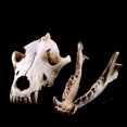 thumbnail image 5 of Escultura de calavera de animal, estatua de calavera con cabeza de lobo, modelo de calavera, artesanía de resina, decoración retro para el hogar, regalo, 5 of 5