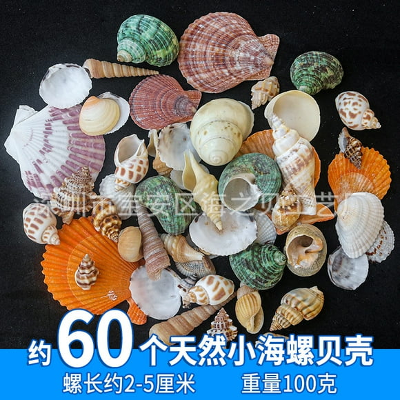 200g sea shell set-about 120 pieces with dream blue aircraft box