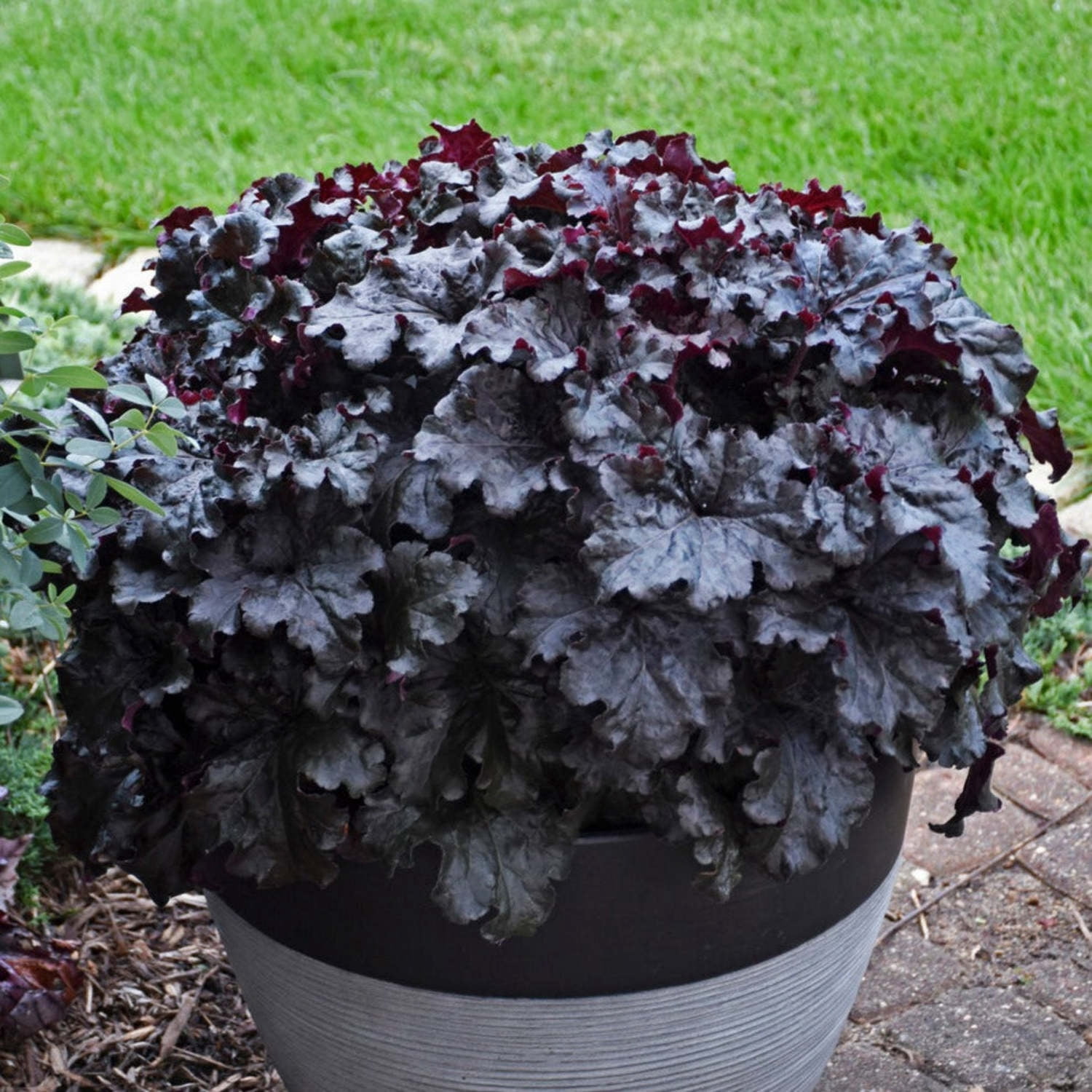 Proven Winners 6" Black Dolce 'Evening Gown' Coral Bells Live Plant in 6.5" Pot