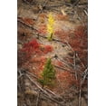 thumbnail image 2 of Jones, Adam 13x18 Gold Ornate Wood Framed with Double Matting Museum Art Print Titled - Red autumn Huckleberry vegetation and fallen trees-Yellowstone National Park-Wyoming, 2 of 4