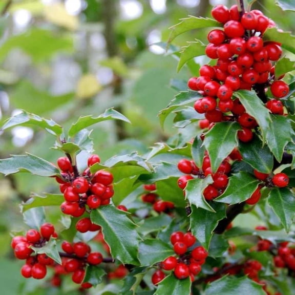 RedCrocus Blue Princess Holly Live Plant - Ilex x meserveae 'Blue Princess' (Female), Evergreen Shrub with Red Berries, Outdoor Landscape, Deer Resistant  5 Gallon Nursery Pot