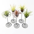 thumbnail image 4 of 3Pcs Air Stand Airplant Container Spiral Flower Stand Tillandsia Stand Holder Display Racks Garden Office Home Decoration ( Black ), 4 of 7