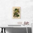 thumbnail image 2 of ARTCANVAS Carolina Parrot Canvas Art Print by John James Audubon - Size: 18" x 12" (0.75" Deep), 2 of 9