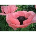 thumbnail image 5 of Seedville 100 Princess Victoria Louise Oriental Poppy Seeds, Papaver Orientale Flower, 5 of 5