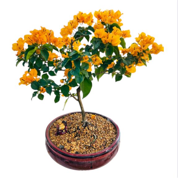 Set 2 California Gold Bougainvillea Live Starter Plants for Planting, Yellow Bougainvillea Plant, Well Rooted, 4 to 6 Inch Tall, Ship No Pot