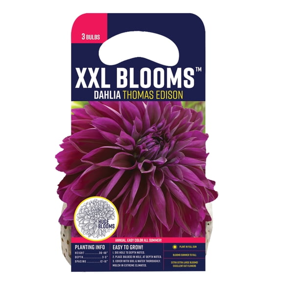Van Zyverden Dahlia Thomas Edison (Set of 3 Dormant Bulbs) Full Sun, Purple, Annual