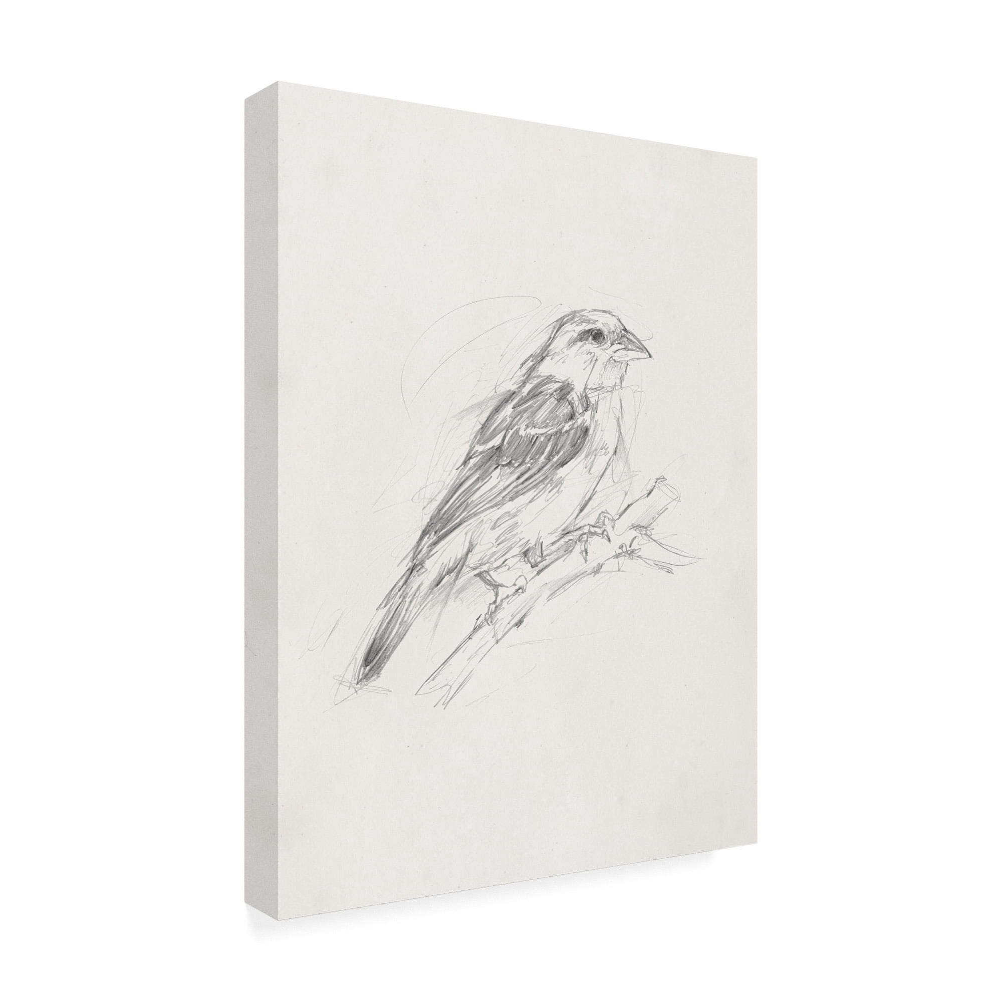 Avian Study II' Canvas Art by Ethan Harper