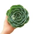 thumbnail image 2 of Echeveria Imbricata Blue Rose (4"+ Clay Pot) - Tiny, Lovely, Easy to Care Rosette Succulents - Live Healthy Succulents, 2 of 5