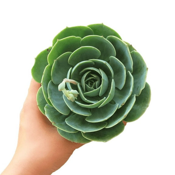 Echeveria Imbricata Blue Rose (2" Plastic Pot) - Tiny, Lovely, Easy to Care Rosette Succulents - Live Healthy Succulents
