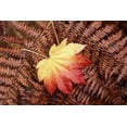thumbnail image 2 of Satushek, Steve 18x13 Black Ornate Wood Framed with Double Matting Museum Art Print Titled - Washington State, Skagit County, Fall Foliage, 2 of 4