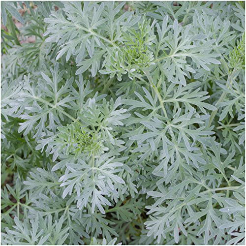 1000 Mugwort wormwood seeds Artemisia absinthium Pest repellent medicinal S W7T2