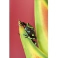 thumbnail image 2 of Rotenberg, Nancy 23x32 White Modern Wood Framed Museum Art Print Titled - Costa Rica, Frog, Osa Peninsula, 2 of 4