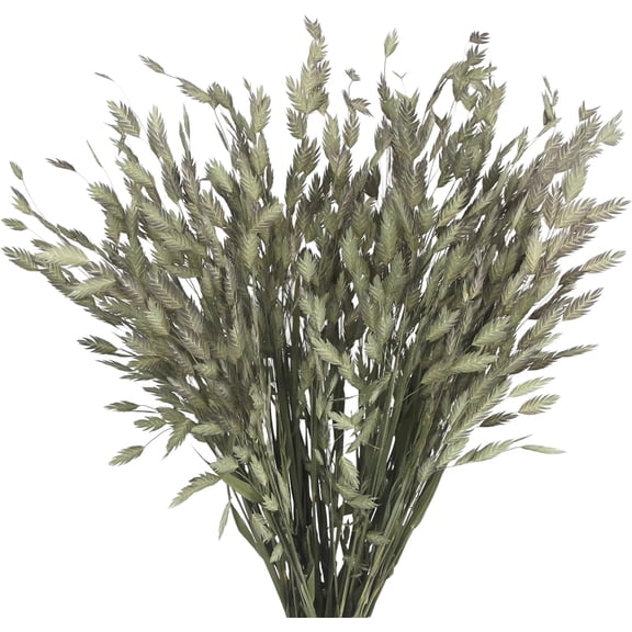 60 Pcs Dried Plants Wild Northern Sea Oats Grass Bundle 17" Preserved Natural Chasmanthium Olive Green Dried Flower Bouquet for Vase DIY Floral Arrangements Weddings Party Home Table Decor