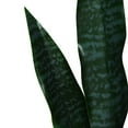thumbnail image 5 of Topbuy 3FT Artificial Tiger Plant Faux Agave Fake Sansevieria for Indoor-Outdoor Decoration, 5 of 6
