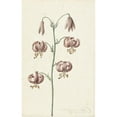 thumbnail image 2 of Catharina Lintheimer 13x18 Gold Ornate Wood Frame and Double Matted Museum Art Print Titled - Twig with Red -Brown Lilies (1725), 2 of 4