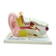 thumbnail image 3 of Modelo de Anatomía Del Oído Agrandado Pantalla de Expansión Modelo de Enseñanza Modelo de Oído kusrkot Patrón anatómico del oído, 3 of 7